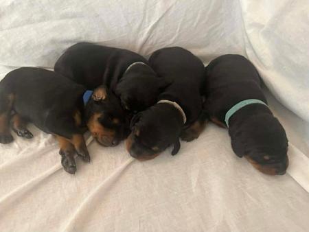 Dobermann for sale by ENGELHUETTE