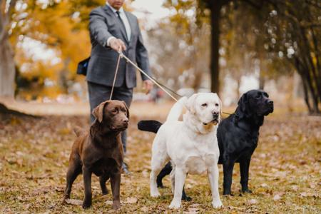 Labrador Retriever for sale by MORNDEW1471