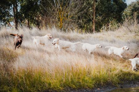 Labrador Retriever for sale by MORNDEW
