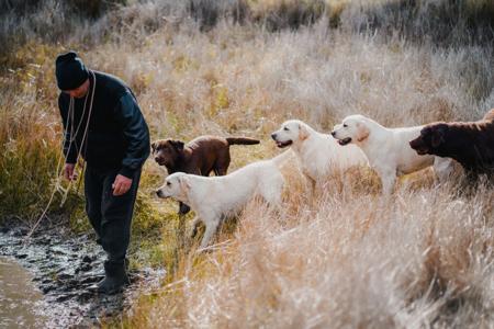 Labrador Retriever for sale by MORNDEW