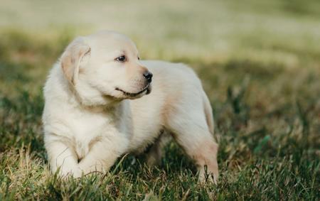 Labrador Retriever for sale by MORNDEW