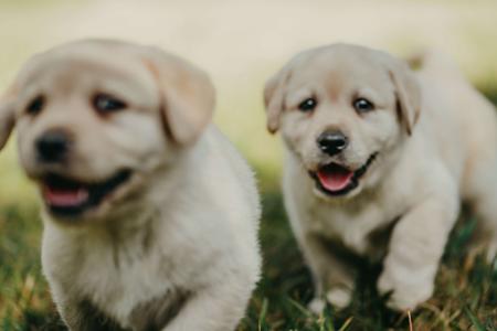 Labrador Retriever for sale by MORNDEW