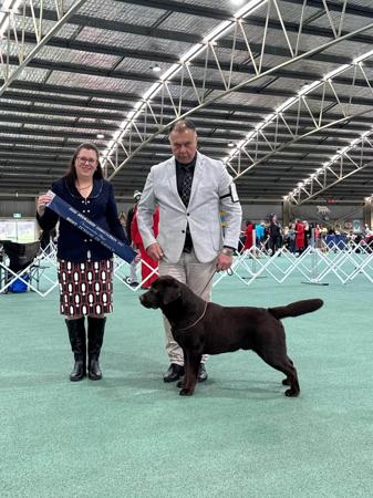 Morndew Royal Ember (AI) Labrador Retriever