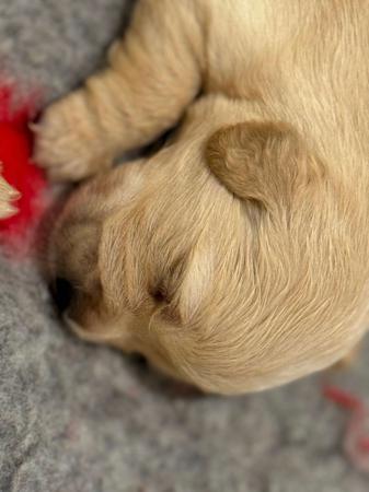 Golden Retriever for sale by IRONGAURDIAN