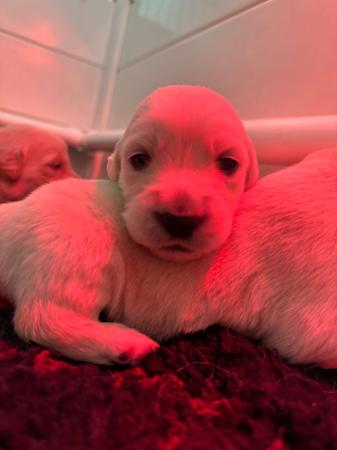 Golden Retriever puppy for sale by IRONGAURDIAN