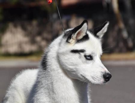 Siberian Husky for sale by RAGNARHEIM