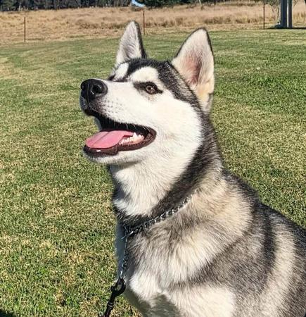 Siberian Husky for sale by RAGNARHEIM