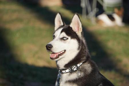 Siberian Husky for sale by RAGNARHEIM