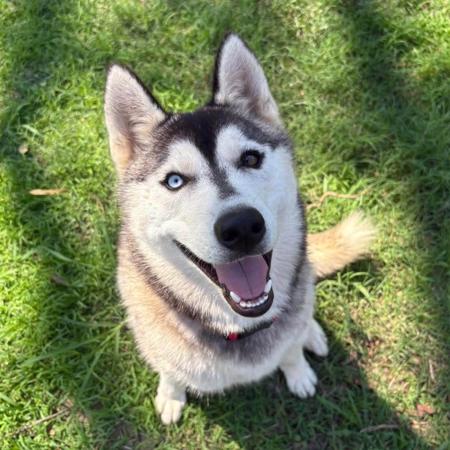 Siberian Husky for sale by RAGNARHEIM