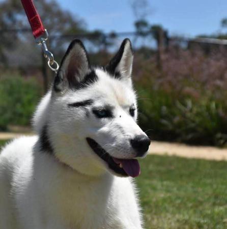 Siberian Husky for sale by RAGNARHEIM
