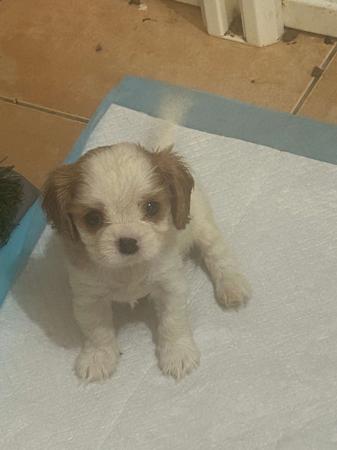 Cavalier King Charles Spaniel puppy for sale by GRAEDON1