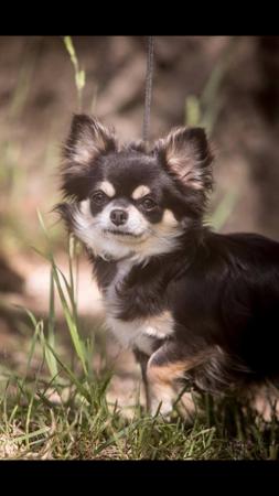 Chihuahua (Long Coat) for sale by TIBCHI