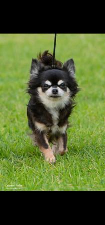 Chihuahua (Long Coat) for sale by TIBCHI