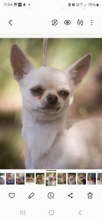 Chihuahua (Long Coat) for sale by TIBCHI