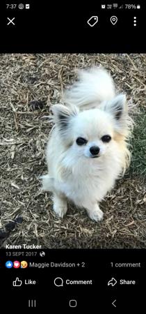 Chihuahua (Long Coat) for sale by TIBCHI