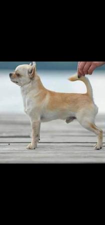 Chihuahua (Long Coat) for sale by TIBCHI
