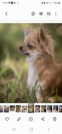 Chihuahua (Long Coat) for sale by TIBCHI