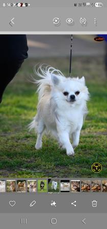 Chihuahua (Long Coat) for sale by TIBCHI