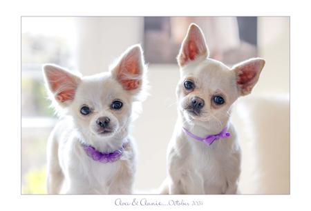 Chihuahua (Smooth Coat) for sale by YOLLIE62
