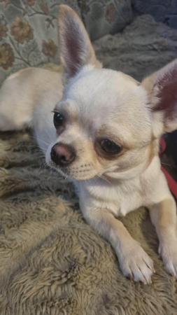 Chihuahua (Smooth Coat) for sale by YOLLIECHI
