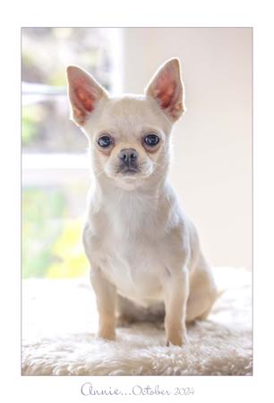 Chihuahua (Smooth Coat) for sale by YOLLIECHI