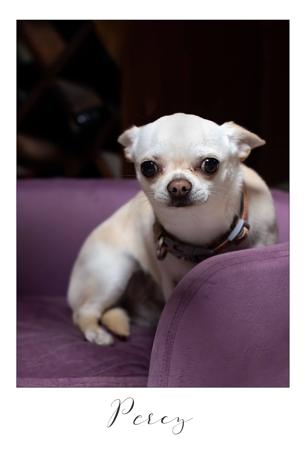 Chihuahua (Smooth Coat) for sale by YOLLIECHI