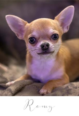 Chihuahua (Smooth Coat) for sale by YOLLIECHI