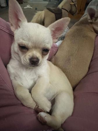 Chihuahua (Smooth Coat) for sale by YOLLIECHI