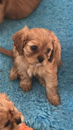 Cavalier King Charles Spaniel puppy for sale by SANDRABOYCE