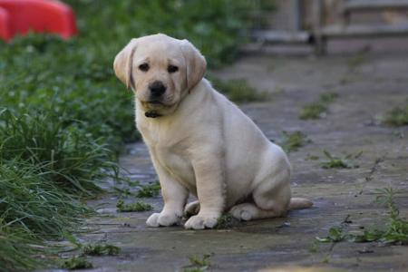 Labrador Retriever for sale by KUMPEL