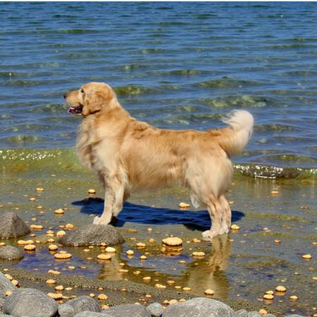 Click to view more details