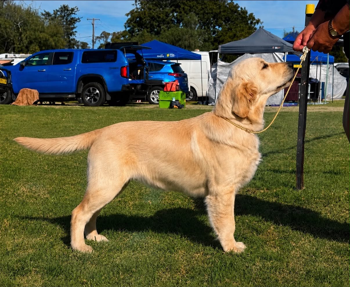 Goldendolema Phoenixrising (AI) Golden Retriever