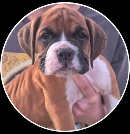 Boxer for sale by UNASTAR93