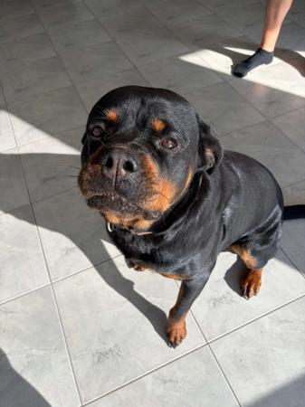 Rottweiler puppy for sale by KAVIAR
