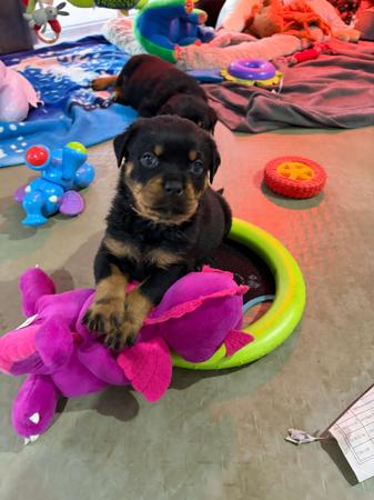 Rottweiler puppy for sale by KAVIAR