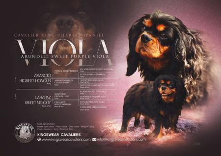 Cavalier King Charles Spaniel puppy for sale by KINGSWEAR