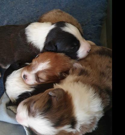 Border Collie for sale by AYBYDAN