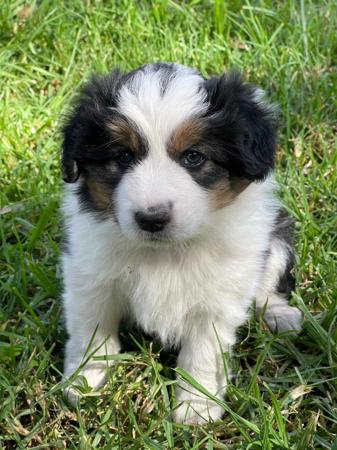 Border Collie for sale by AYBYDAN