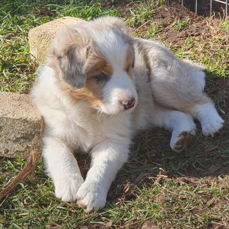 Border Collie for sale by AYBYDAN