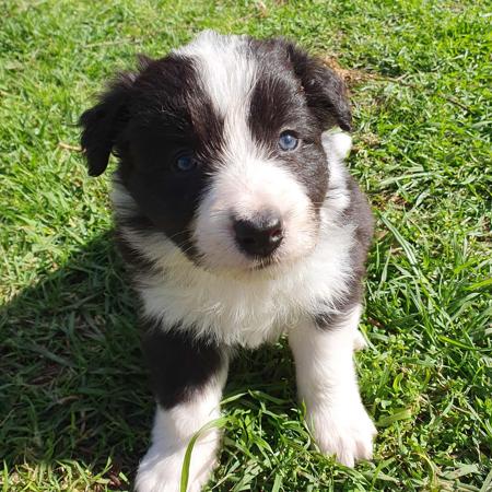 Border Collie for sale by AYBYDAN