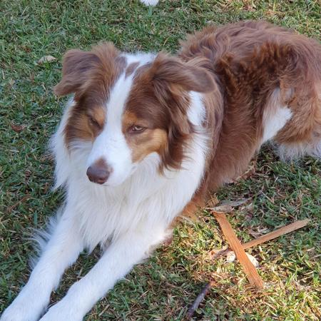 Border Collie for sale by AYBYDAN