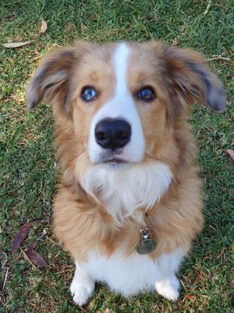 Border Collie for sale by AYBYDAN