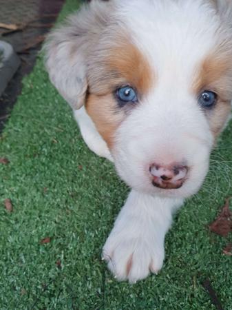 Border Collie for sale by AYBYDAN