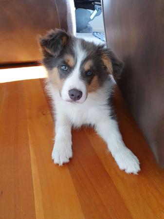 Border Collie for sale by AYBYDAN