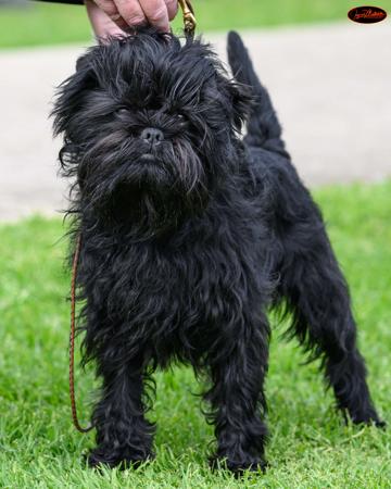 Affenpinscher for sale by CLASSNSASS