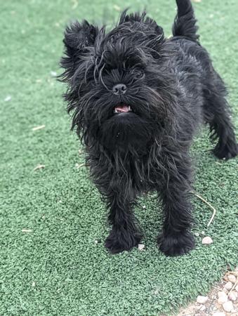 Affenpinscher for sale by CLASSNSASS