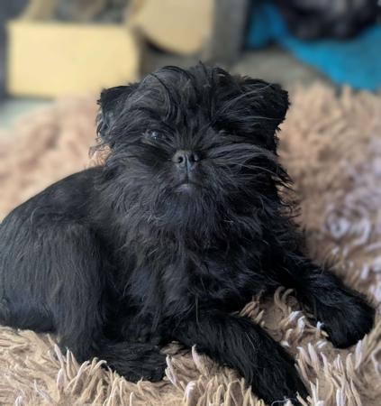 Affenpinscher for sale by CLASSNSASS