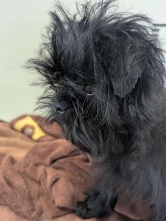 Affenpinscher for sale by CLASSNSASS