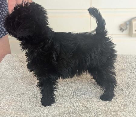 Affenpinscher for sale by CLASSNSASS