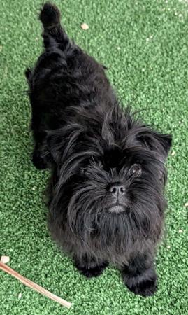 Affenpinscher for sale by CLASSNSASS
